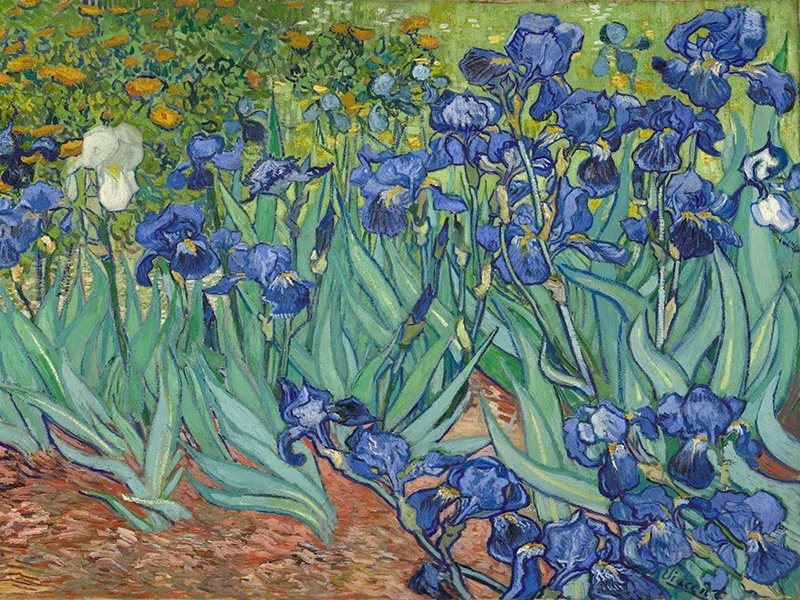 Những bức tranh "Hoa diên vĩ" của Vincent van Gogh